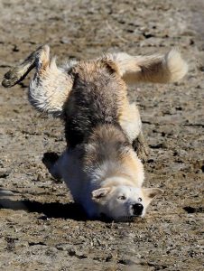 Zdroj: http://viralscape.com/perfectly-timed-photos/perfectly-timed-photo-40/