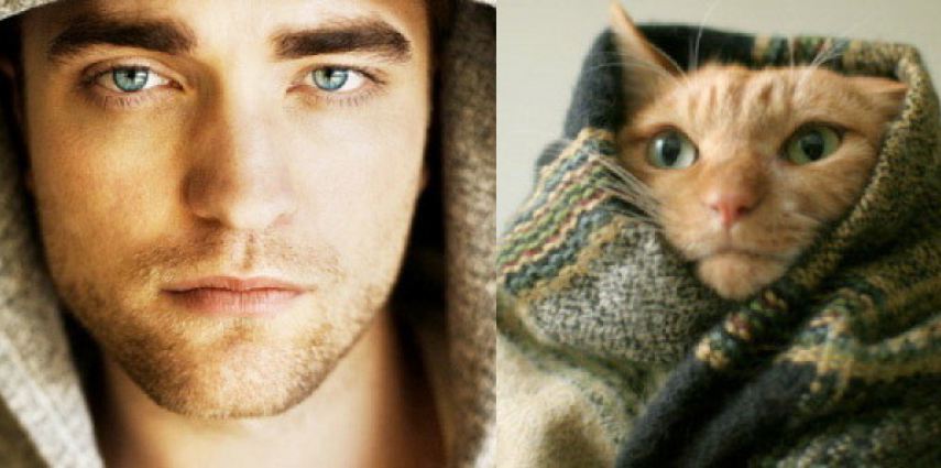 11 cats that have a human twin