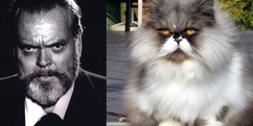 11 cats that have a human twin