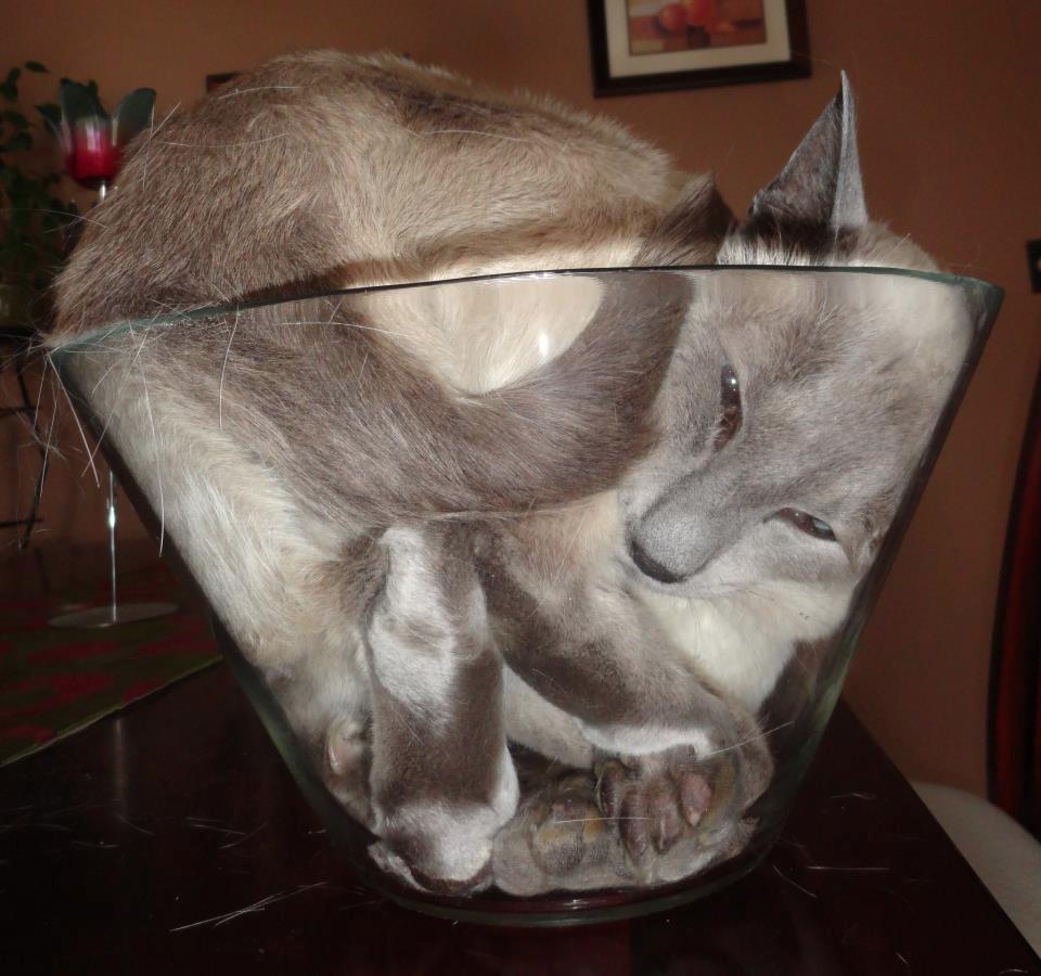 cats are liquid1