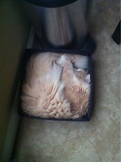 cats are liquid14