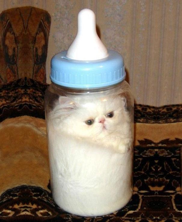 cats are liquid18