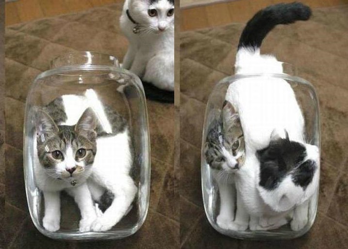 cats are liquid4