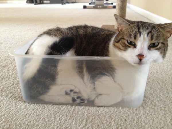 cats are liquid5