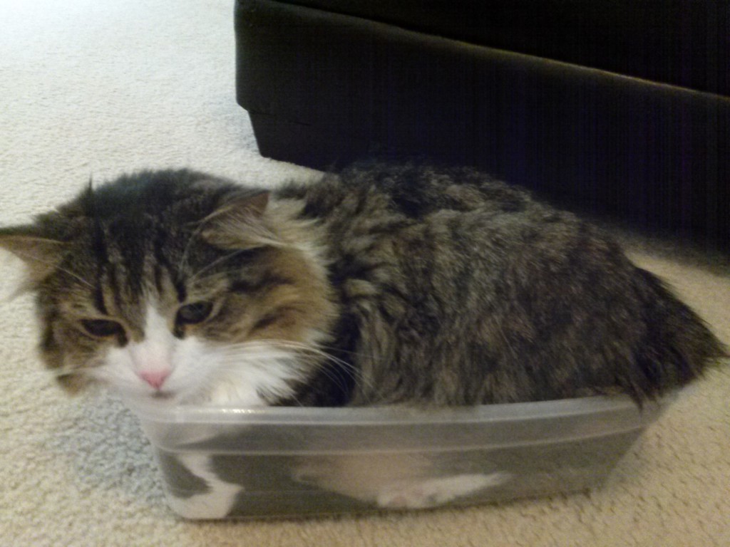 cats are liquid6