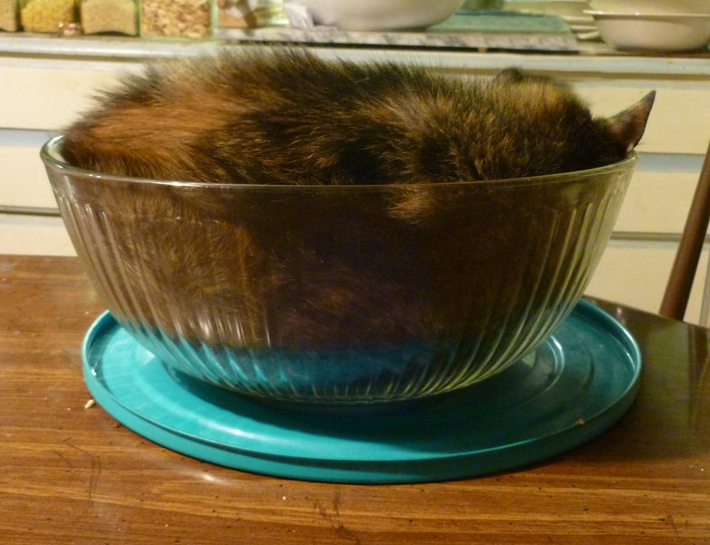 cats are liquid9