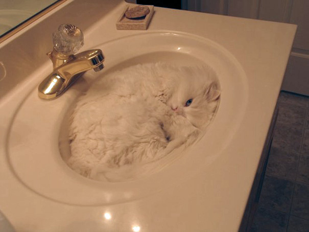 funny-liquid-cats-19