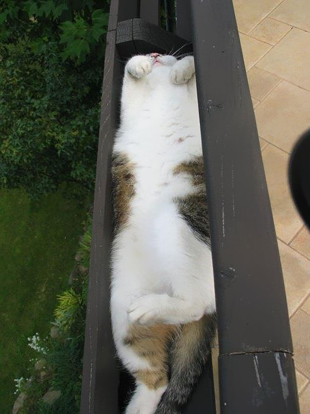 funny-liquid-cats-20