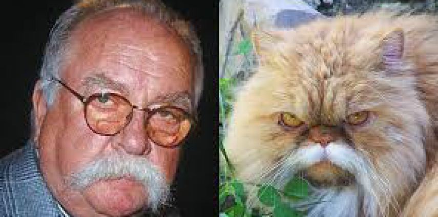 11 cats that have a human twin