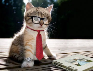 intellectual-cat-small2