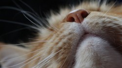 22 breathtaking cat details