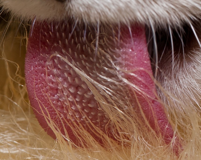 This is a crop of the "Cat tongue closeup: 3/4 view" image, focusing on the tongue. The original image is a closeup of a cat's tongue from a three-quarters angle as the cat licks a sheepskin rug. Numerous barbs (spines; filiform papillae) are clearly visible across the width of the tongue. The papillae are largest in the middle of the tongue, and get progressive smaller towards the edges of the tongue. The three-quarters angle allows the viewer to better see the height of the barbs. See the uncropped version of this image for more context.
