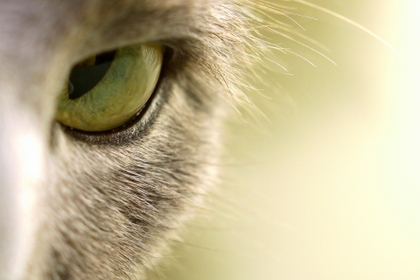 animals macro cat eyes 1920x1280 wallpaper_www.animalhi.com_53