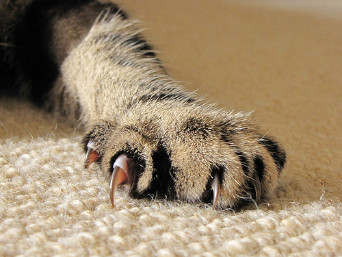 22 breathtaking cat details - HolidayCat.cz