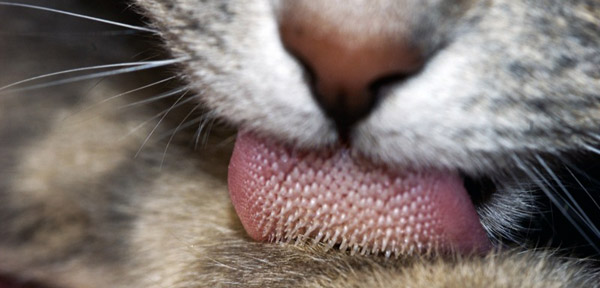 cat-tongue-3