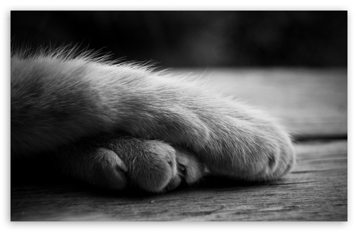 cat_paws_3-t2