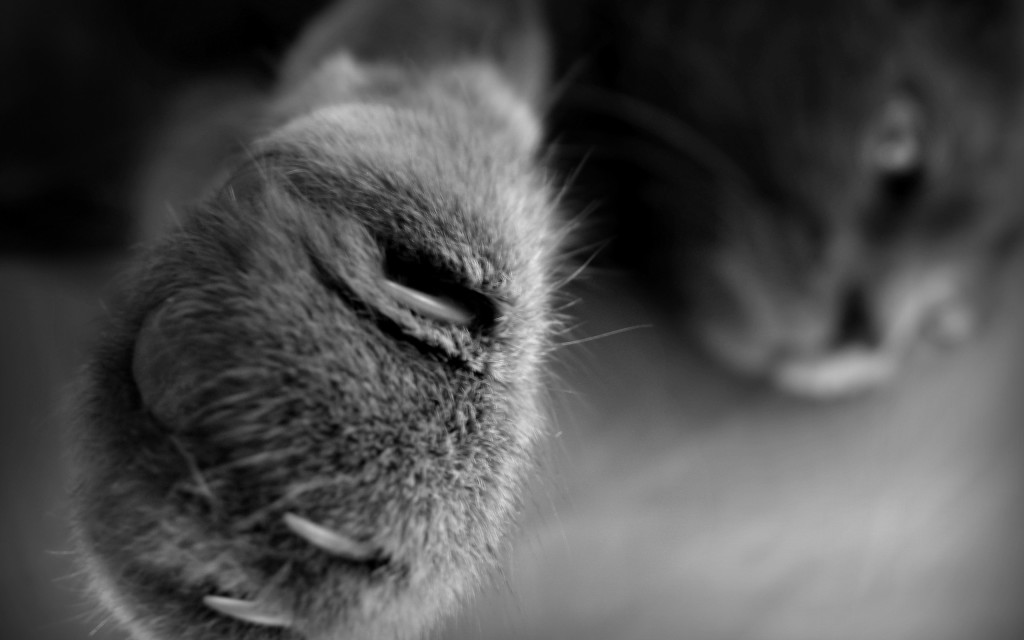 ws_Close-up_Cat_Paw_2560x1600