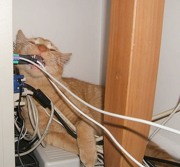 Cat-Chewing-Cord