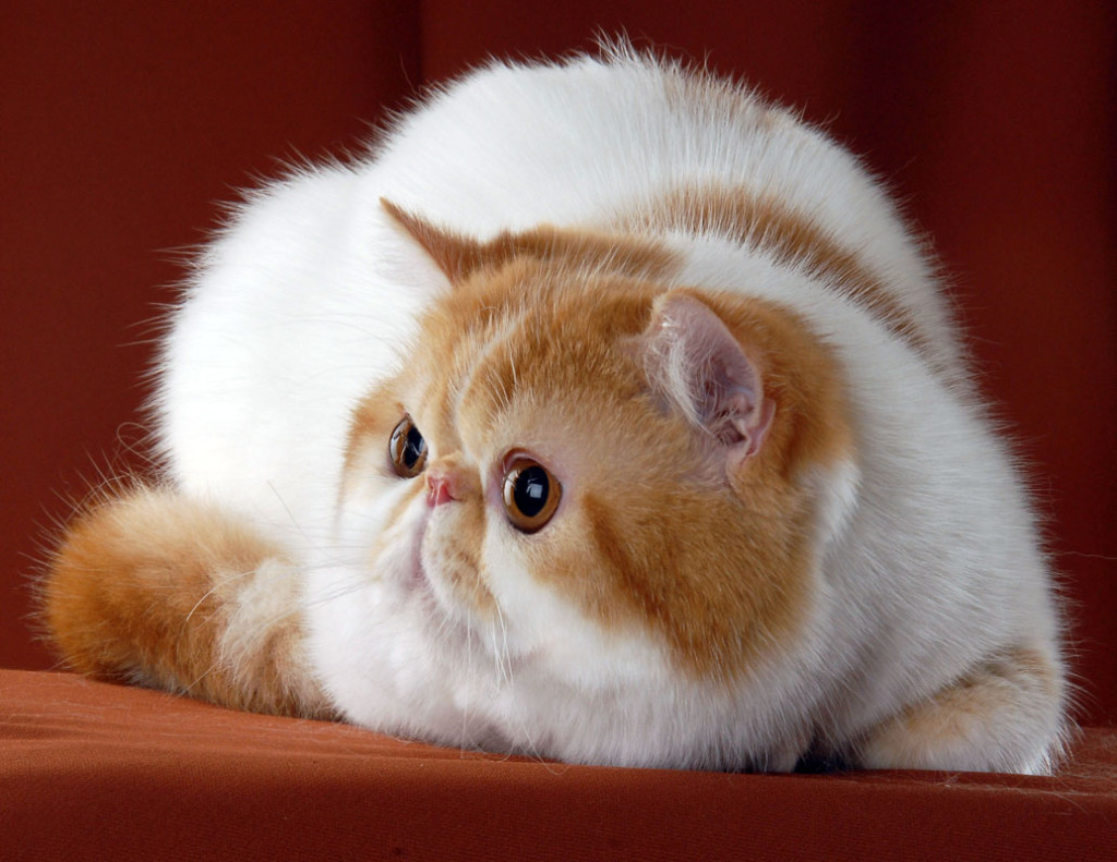 Exotic-Shorthair-Cat-Smart-pets