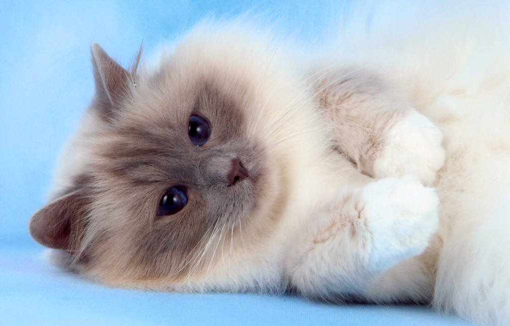 birman