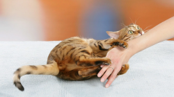 KOČIČÍ DISCIPLÍNA: Jak odnaučit kočku kousat a škrábat