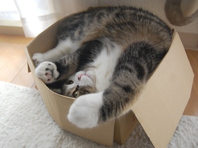 cat-upside-down-in-box