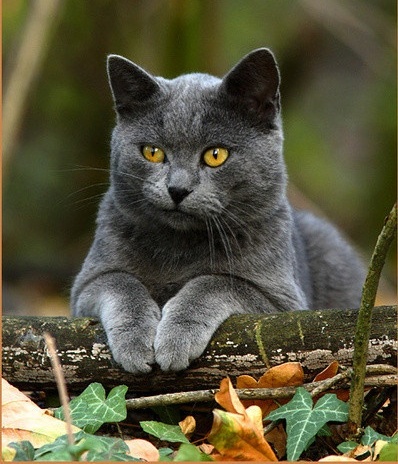 chartreux