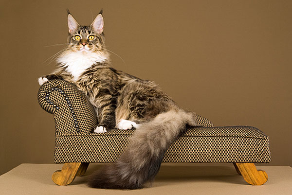 maine coon