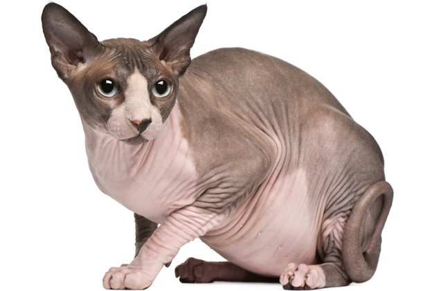 sphynx-cat