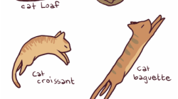 Cat lying position terminology