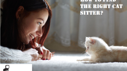 How to find the right cat sitter