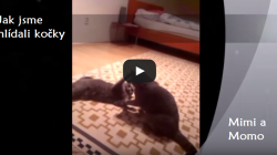 CATS OF OUR CLIENTS: Mimi and Momo – freestyle fight