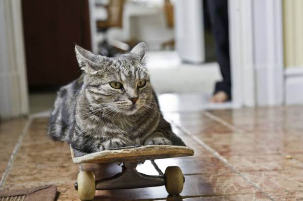 Cat lying on skateboard