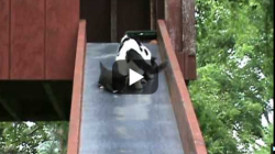 Kittens on a Slide with their mom