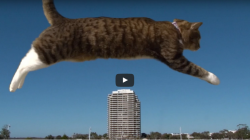 Perfect parkour cat – spectacular show