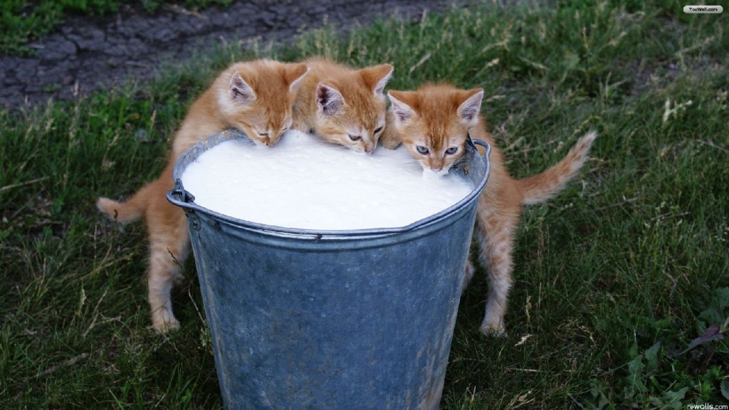 little-cats-drinking-milk-wallpaper-1600x900