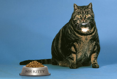 photolibrary_rm_photo_of_overweight_cat