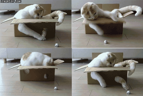 Cat Box Problem Solving