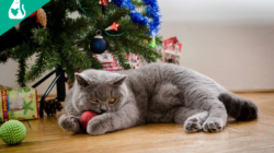 12 reasons why Christmas is better with a cat