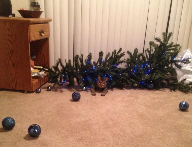 Cat-Knocks-Down-a-Early-Christmas-Tree-So-The-Family-Can-Celebrate-Christmas