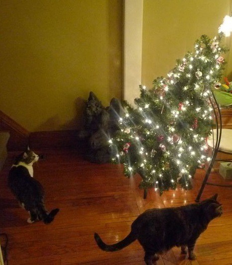 Top-10-Animals-Who-Think-Its-Time-to-Take-Down-The-Christmas-Tree-5