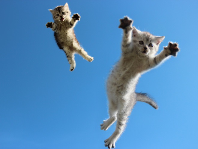 flying-cat8