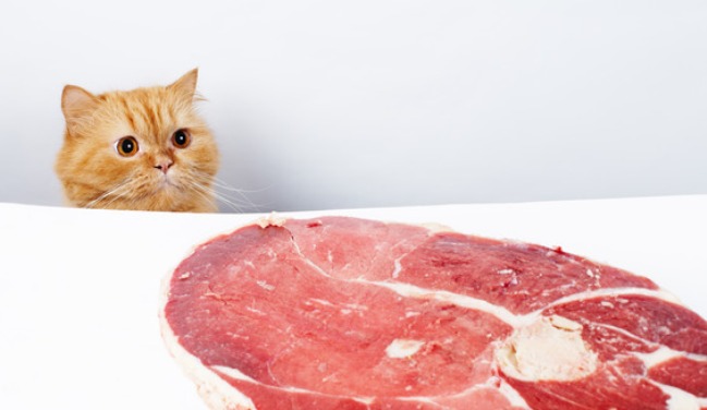 Cat reach the meat and ready to feast