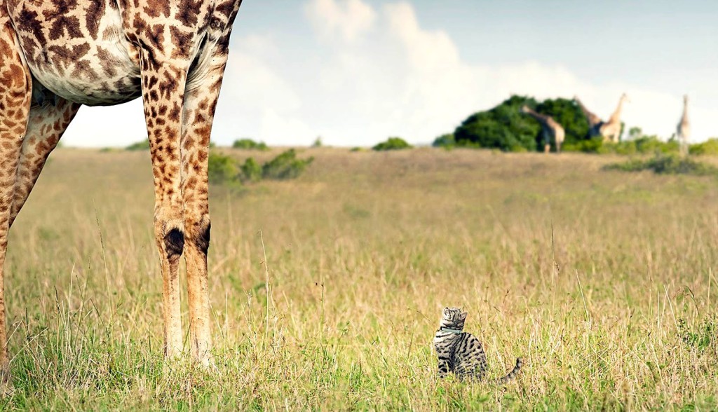 Zdroj fota: http://3.bp.blogspot.com/-YJ7meUqzCKo/UV7zbaw0muI/AAAAAAAAASo/nzCVL4F5-ig/s1600/whiskas_giraffe_observing.jpg