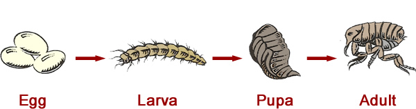 Zdroj: http://www.goforthpest.com/media/Fleas/flea-life-cycle.jpg