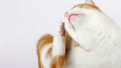 Alergie u koček – druhy a jak proti tomu bojovat