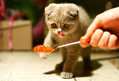 Zdroj fota: http://img.webmd.com/dtmcms/live/webmd/consumer_assets/site_images/articles/health_tools/people_foods_cats_can_eat_slideshow/thinkstock_rf_photo_cat_and_caviar.jpg