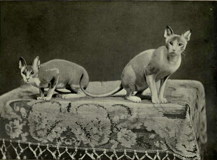 Zdroj fota: http://www.nefersphynx.com/wp-content/uploads/2014/09/history-sphynx-cat.jpg