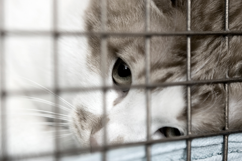 Cat in the cage at exhibition