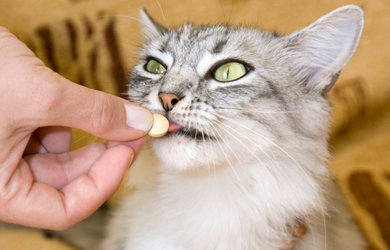 Gray striped cat eats a pill from the hand of the owner HolidayCat.cz